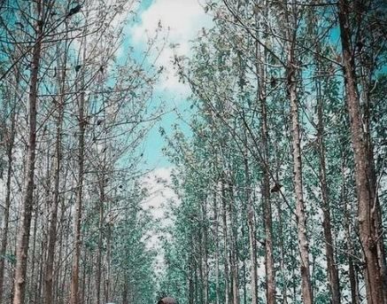 Hutan Jati Cikangkareng
